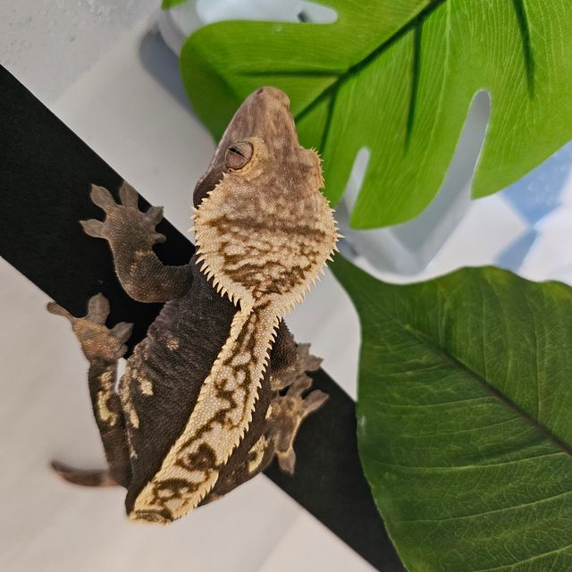 100%헷아잔틱 다크 블랙