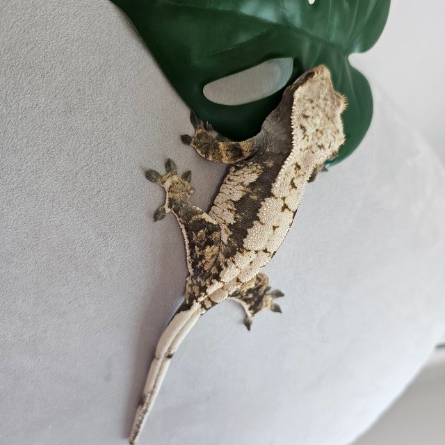 노멀 화이트핀 화이트스팟 쿼드 다크 화이트