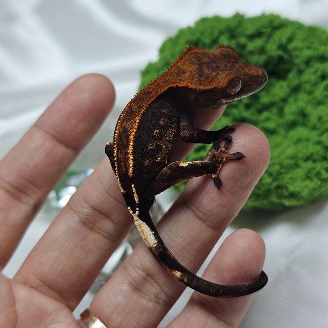 카푸치노 100%헷아잔틱