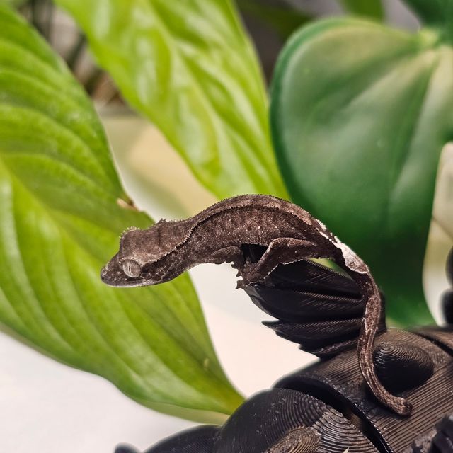 아잔틱 카푸치노 팬텀