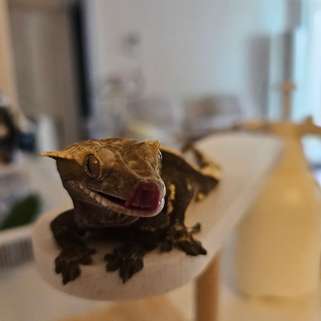 100%헷아잔틱 다크 블랙