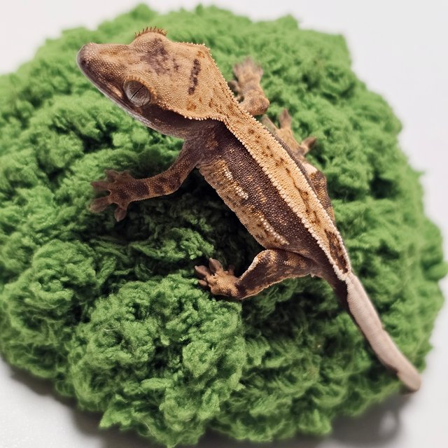 100%헷아잔틱 쿼드 핀스트라이프 풀핀