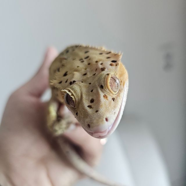달마시안 레드