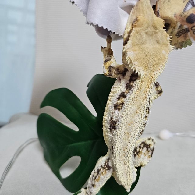 릴리화이트 핀스트라이프 트라이