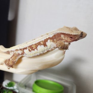 릴리화이트 레드