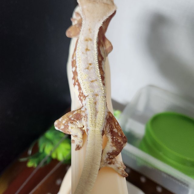 릴리화이트 레드