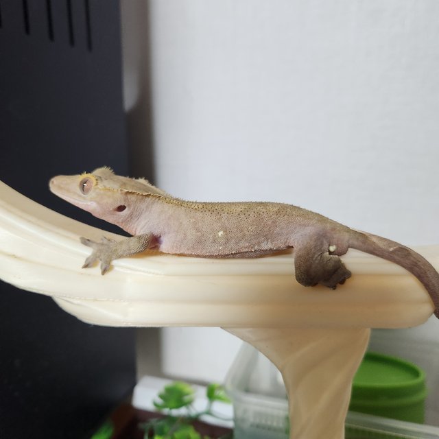 팬텀 다크 레드