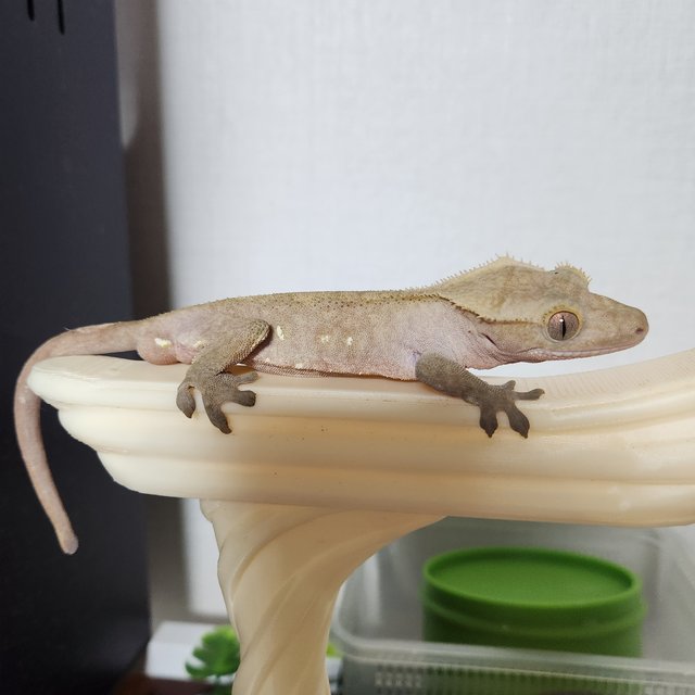 팬텀 다크 레드