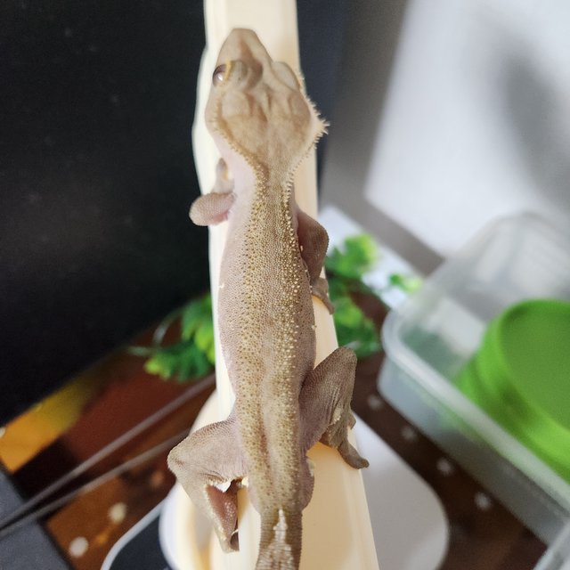 팬텀 다크 레드