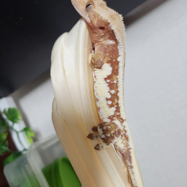 릴리화이트 레드