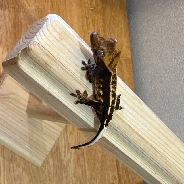 노멀 챠콜 블랙