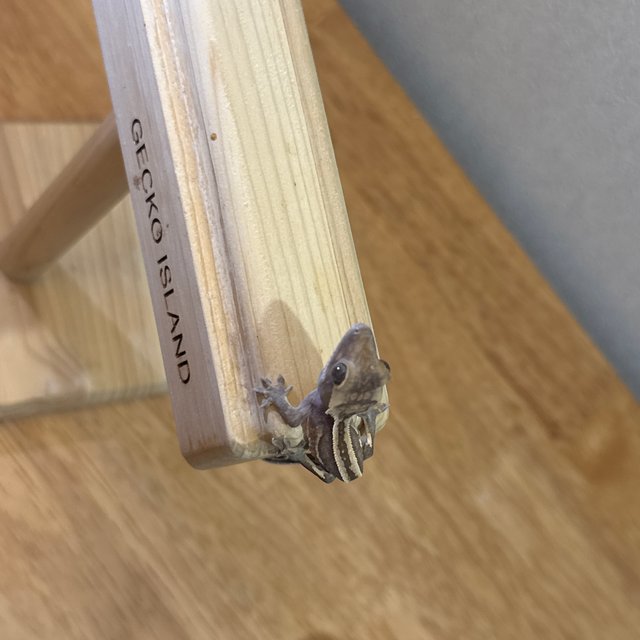 슈퍼스트라이프