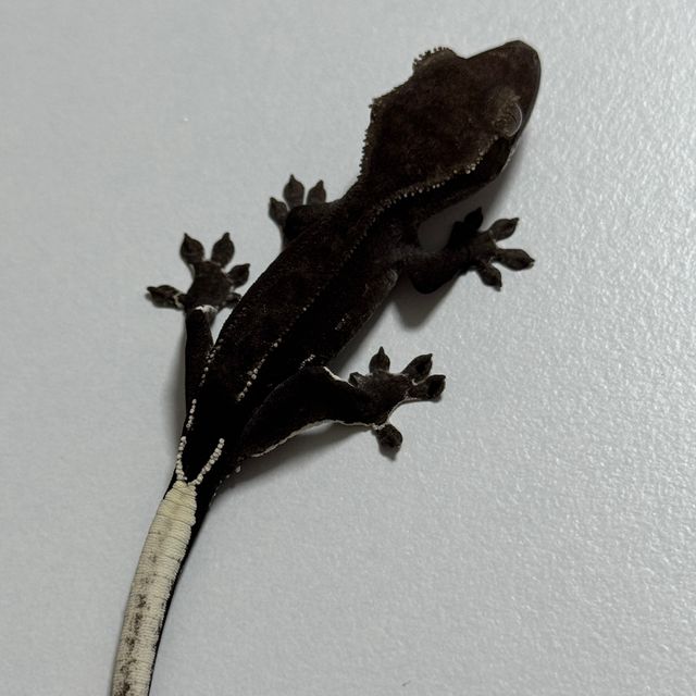 팬텀 아잔틱