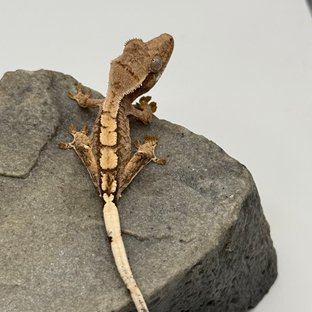 100%헷아잔틱 카푸치노