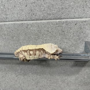 노멀 화이트스팟 화이트포트홀 익스트림할리퀸 솔리드백