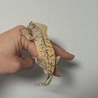 트라이 화이트스팟 노멀