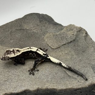 카푸치노 아잔틱