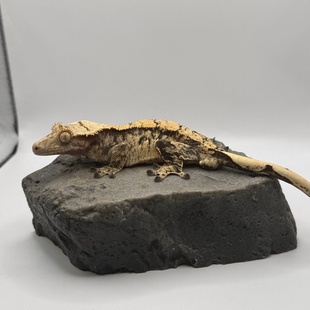 화이트스팟 트라이 노멀 화이트포트홀