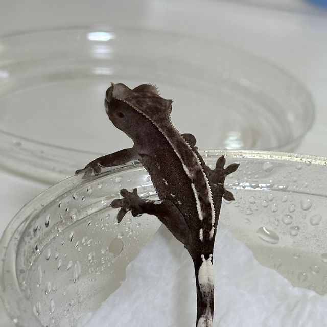아잔틱