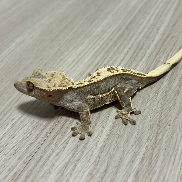 100%헷아잔틱
