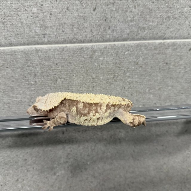 노멀 화이트스팟 화이트포트홀 익스트림할리퀸 솔리드백