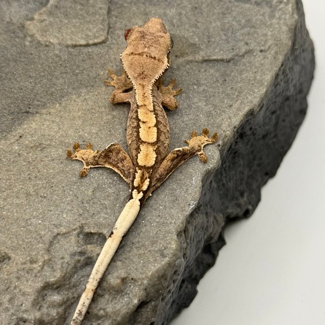 100%헷아잔틱 카푸치노