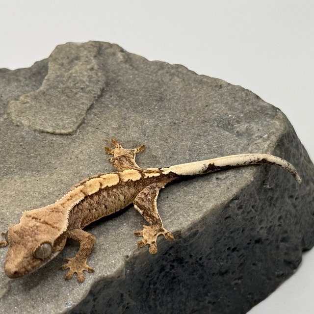 100%헷아잔틱 카푸치노