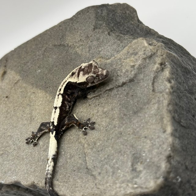 카푸치노 아잔틱