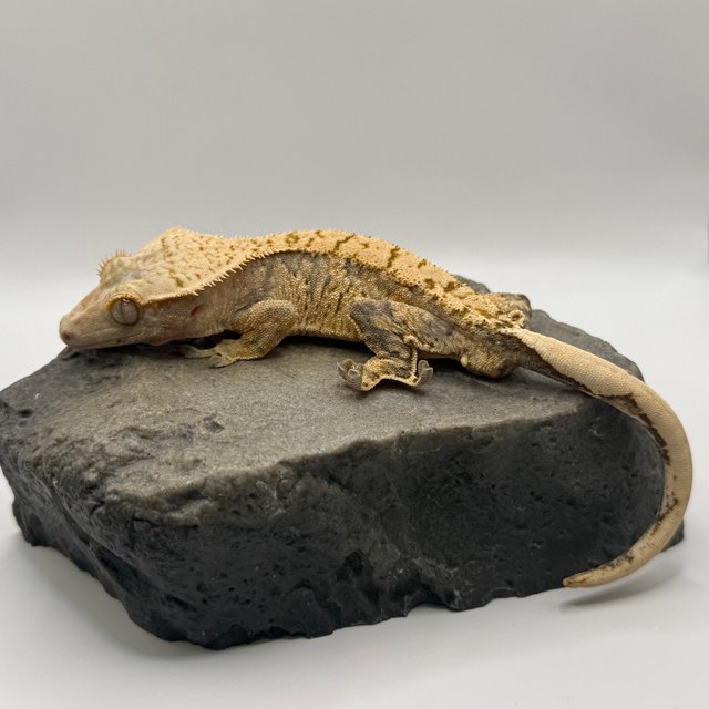 트라이 화이트스팟 노멀