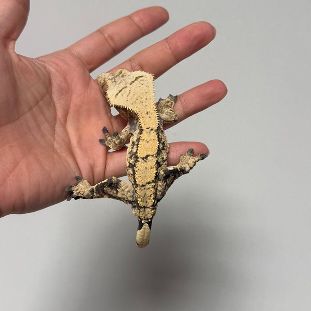 화이트스팟 트라이 노멀 화이트포트홀