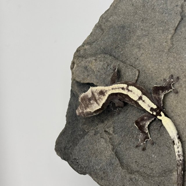 카푸치노 아잔틱