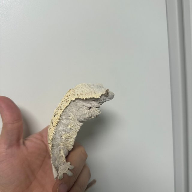 노멀 화이트스팟