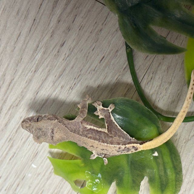 릴리100%헷아잔틱 100%헷아잔틱