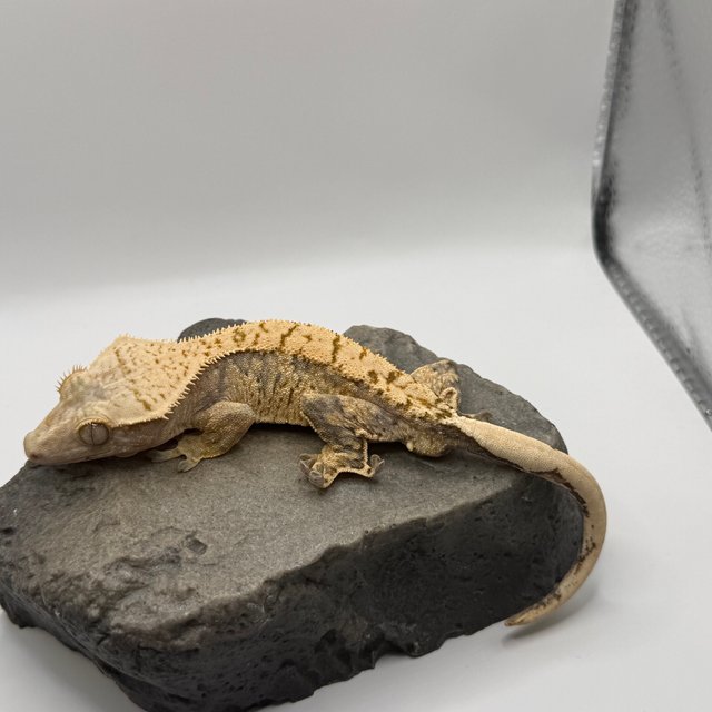 트라이 화이트스팟 노멀