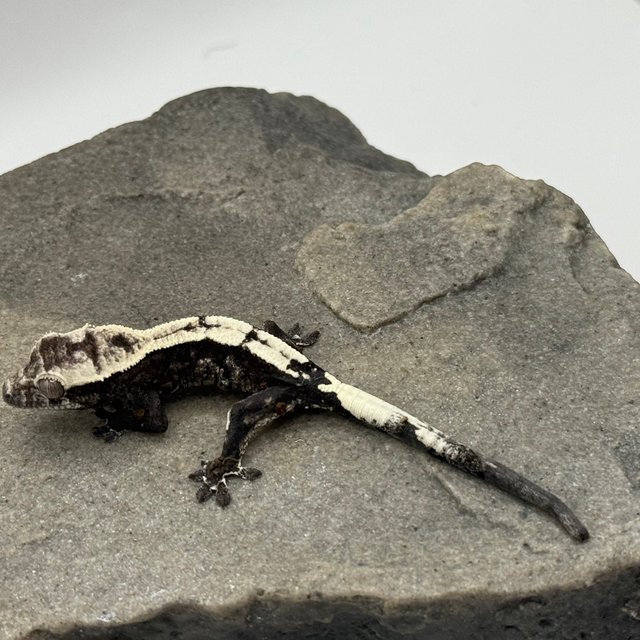 카푸치노 아잔틱