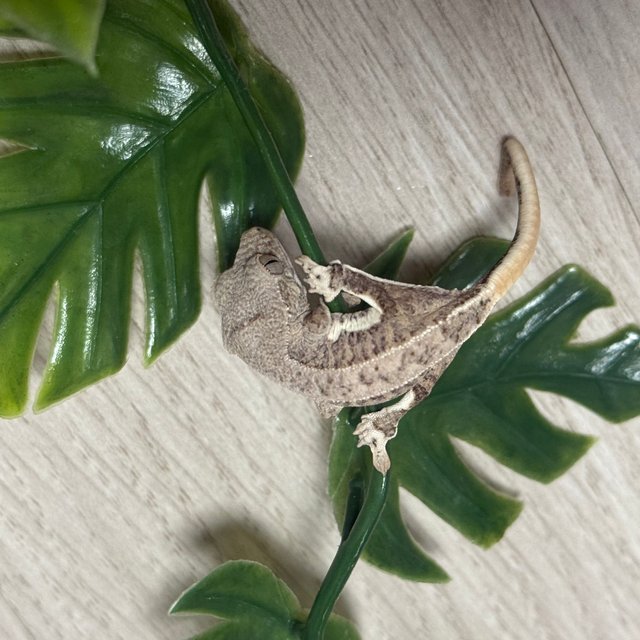 릴리100%헷아잔틱 100%헷아잔틱