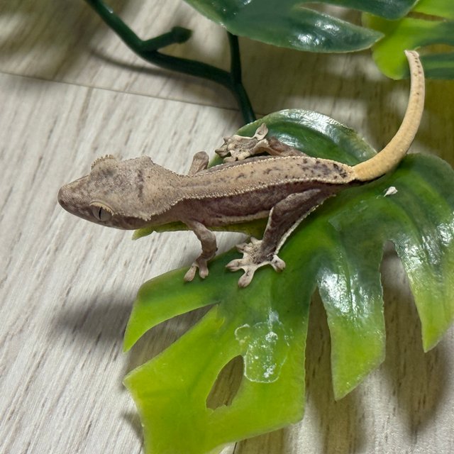 릴리100%헷아잔틱 100%헷아잔틱