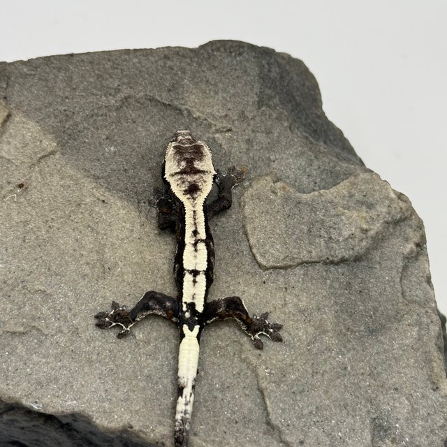 카푸치노 아잔틱