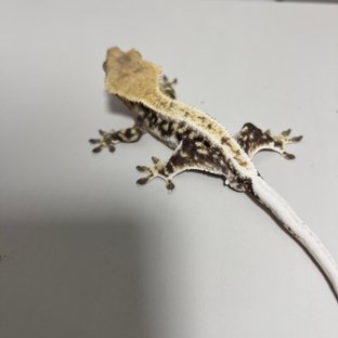 릴리화이트 풀핀 화이트핀 익스트림할리퀸