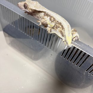 릴리화이트 드리피 풀핀