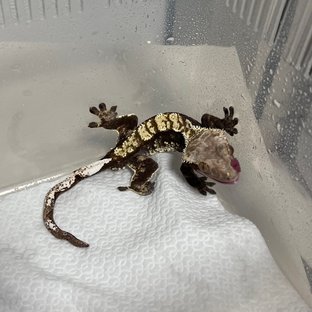 노멀 플레임 화이트핀 다크