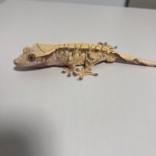 노멀 익스트림할리퀸 화이트스팟