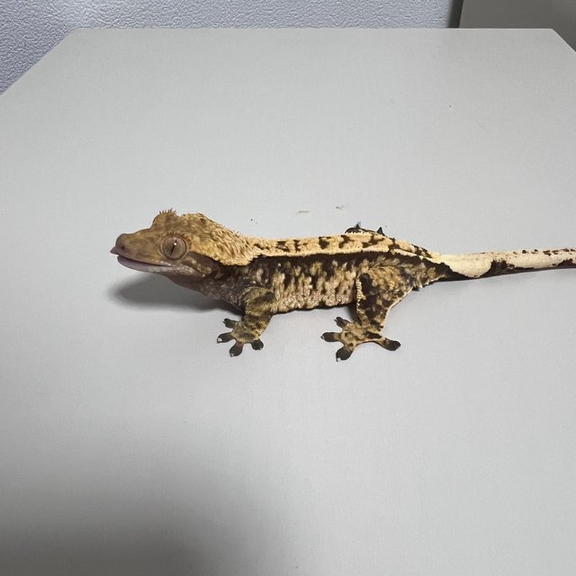 노멀 화이트스팟 익스트림할리퀸