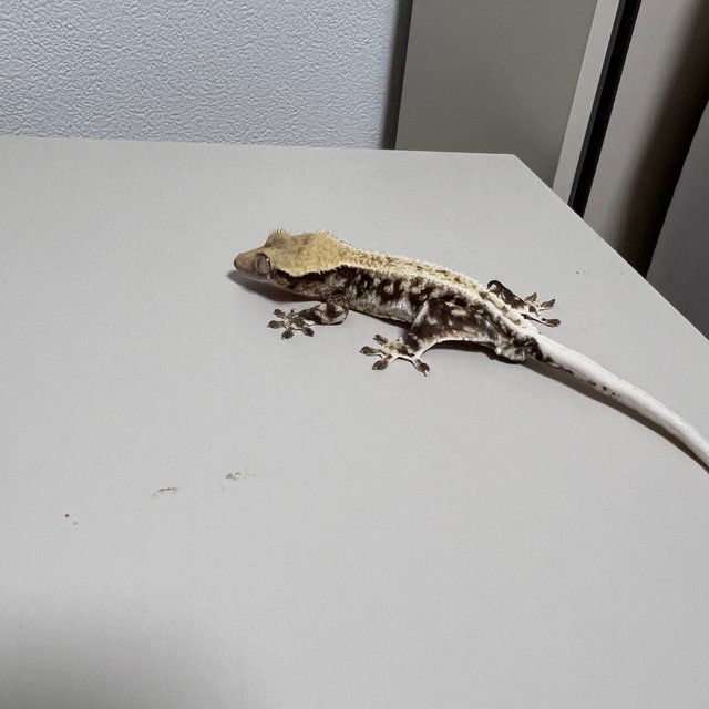 릴리화이트 풀핀 화이트핀 트라이