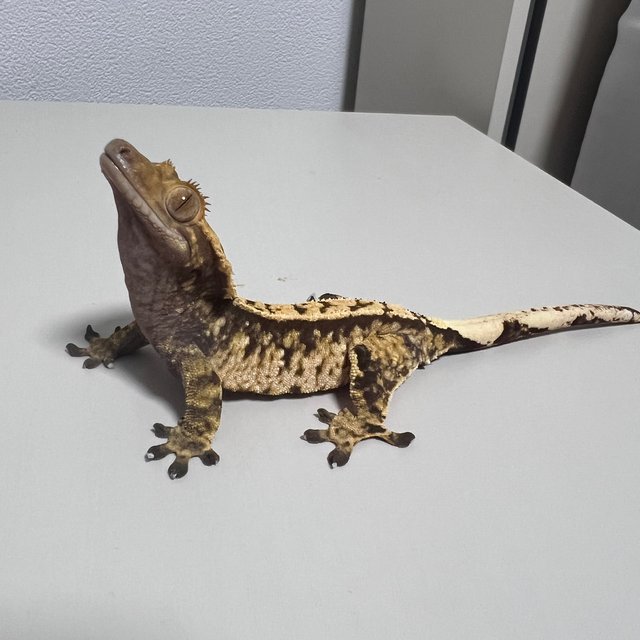 노멀 화이트스팟 익스트림할리퀸