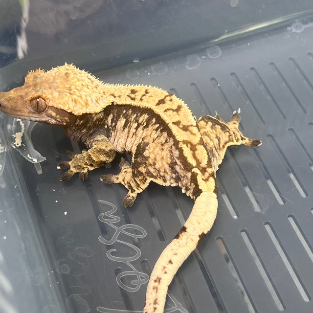 노멀 화이트스팟 익스트림할리퀸