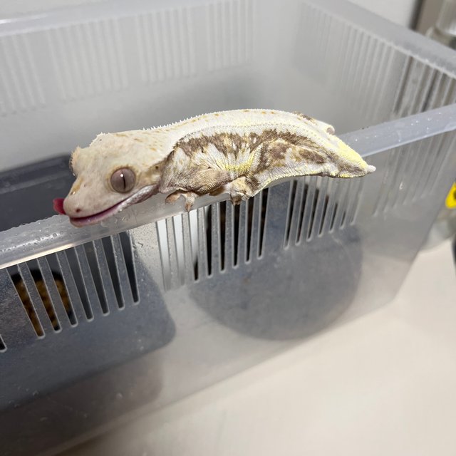 릴리화이트 드리피 풀핀