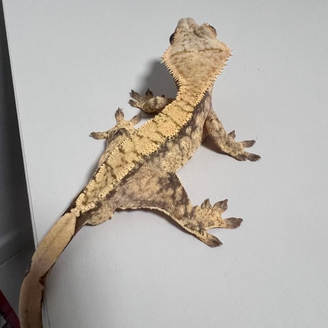 노멀 익스트림할리퀸 화이트스팟