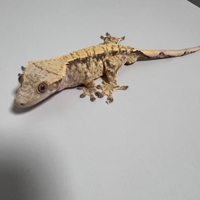 노멀 익스트림할리퀸 화이트스팟