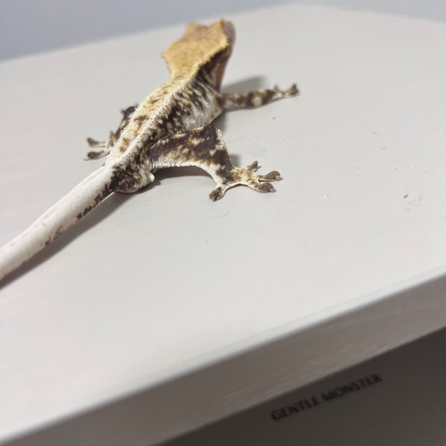 릴리화이트 풀핀 화이트핀 트라이